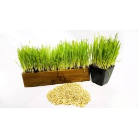 Thunder Acres Certified Organic Lawn And Patio Seed 1 Pound High Germination Rate