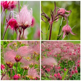 50+ Perennial Prairie Smoke Seeds for Planting - Non-GMO Rare Wildflower Seeds