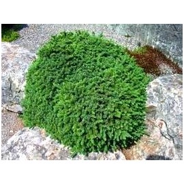 Dwarf Black Spruce 1 - Year Graft