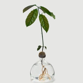 Penbinmall Vaso per fiori in vetro avocado, vaso per fiori in vetro idroponico, decorazione per matrimonio, soggiorno, tavolino da caffè (trasparente)