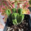 Crassula Quadrangularis (2”-2.5”), Rare Succulent Plants, Crassula Exotic, Cluster
