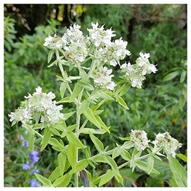 Everwilde Farms - 1/4 Lb Hairy Mountain Mint Native Wildflower Seeds - Gold Vault