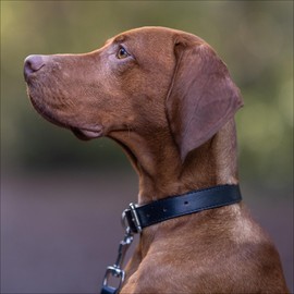 Baker and Bray Luxury Eco Friendly Genuine Leather Designer Dog Collar, Black (Extra Large : fits neck size 45-56 cm)