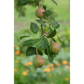 Tri Nature Shampoo and Conditioner - 2 in 1 Pearberry Pop, 500 ml