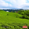 ÇAYKUR Filiz Black Tea, First Harvest Golden Tips, Loose Leaf