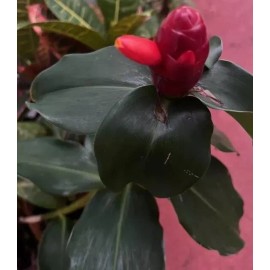 NAUTIC GARDENS GINGER  SHAMPOO (Zingiber zerumbet)  12”- 16” WOW!