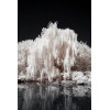 CZ Grain One White Willow Tree - Silver Leafs Shimmer