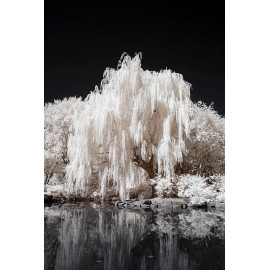 CZ Grain One White Willow Tree - Silver Leafs Shimmer in The Sun and Moonlight