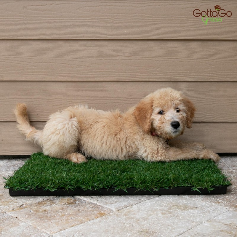 Gotta Go Grass - Real Dog Grass for Pet Training,