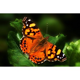 Educational Science Painted Lady Butterfly Set-up Culture, 35 Painted Lady Larvae (Ship ASAP), 6 Cups of 6 Larvae, PC350A WE Enable Discovery