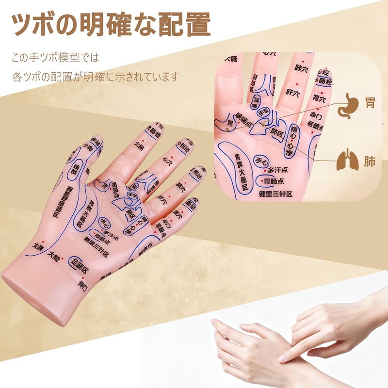 HYEANHLPYE Left Hand Acupuncture Trigger Point Model Anatomy Learning Precision