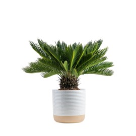 Costa Farms Sago Palm Live Plant | 2-3 Feet Tall | Easy to Grow Live Indoor Houseplant in 10-Inch Decorative Plant Pot | Unique Housewarming or Birthday Gift | Office, Room and Home Decor
