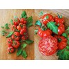 30 Costoluto Genovese Pomodoro Tomato Seeds, Heirloom Non-GMO, Low Acid,