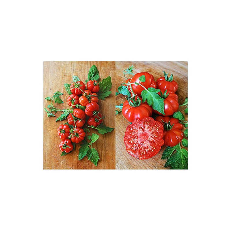 30 Costoluto Genovese Pomodoro Tomato Seeds, Heirloom Non-GMO, Low Acid,