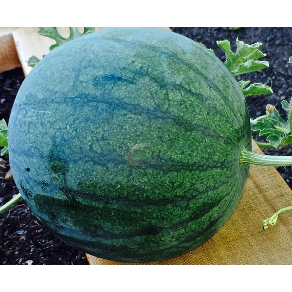 Sugar Baby Watermelon Seeds, 100 Heirloom Seeds Per Packet, Non
