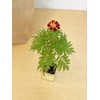 Palm Garden Basil Cultivation Set, Cultivation Kit, Home Garden