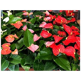 Professional Nursery Grade Anthurium Fertilizer 4 LB 6 Month Slow Release Flamingo Flower Plant Food