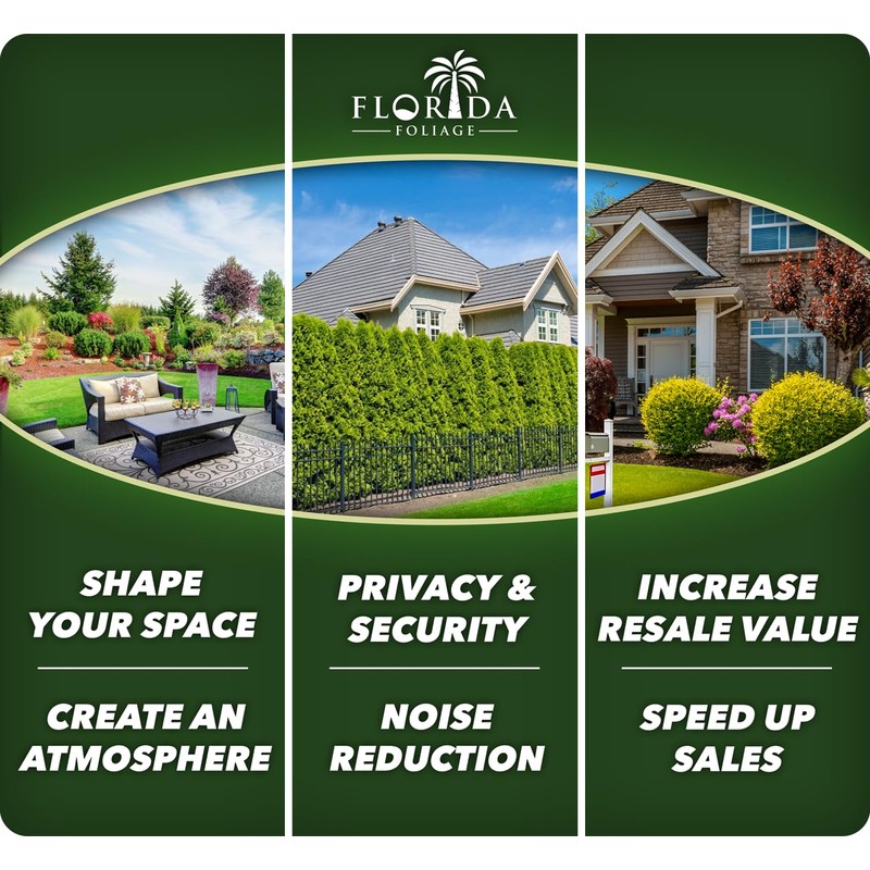 Variegated Liriope | 3 Live Plants | Liriope Muscari Variegata