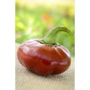 Nora Basque Heirloom Pepper Premium Seeds for Planting Packet +