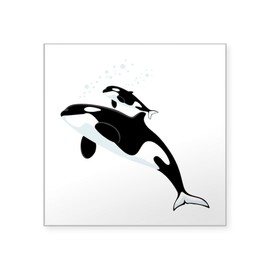 CafePress Killer Orca Whales Sticker Square Bumper Sticker Car Decal