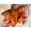 Habanada Heatless Habanero Sweet Pepper Premium Seeds for Planting Packet