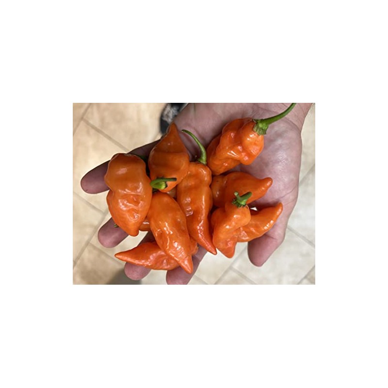 Habanada Heatless Habanero Sweet Pepper Premium Seeds for Planting Packet