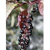Pokeweed .... Medicinal .... 30 Seeds