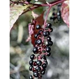 Pokeweed .... Medicinal .... 30 Seeds