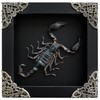 Real Framed Scorpion Dead Insect Dried Bug Beetle Lover Black