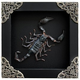 Real Framed Scorpion Dead Insect Dried Bug Beetle Lover Black Frame Shadow Box Taxidermy Oddity Collectables Specimen Decoration Reading Tabletop Wall Art Home Decor Living Gallery K12-51-DE