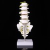 Lumbar Vertebral Spine Model Human Lumbar Educational Teaching Model Tool