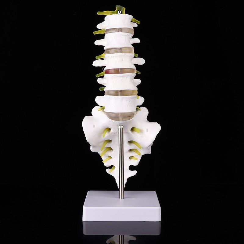 Lumbar Vertebral Spine Model Human Lumbar Educational Teaching Model Tool