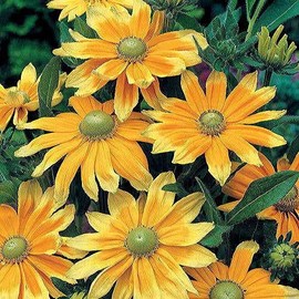 Park Seeds Prairie Sun Gloriosa Daisy, Huge Lasting Blooms, Pack of 25 Seeds