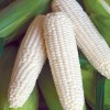 Mai's Family 100 Organic Sticky Waxy Sweet White Corn Bap