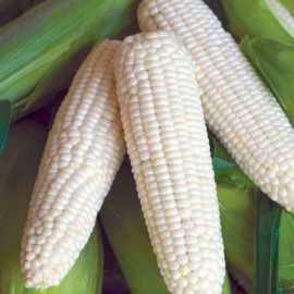 Mai's Family 100 Organic Sticky Waxy Sweet White Corn Bap Nep Nu