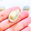 50pcs, Grey Conch Shells, Shell Beads, Bracelet Making, for Bracelet