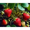 Fertilizante Rico En Potasio Y Aminoácido Para Llenado Fruto