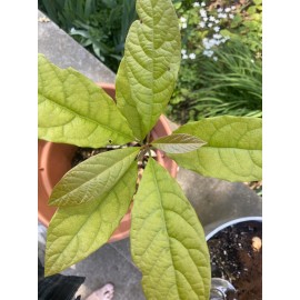 Avocado Tree Live Plant Full Leaf now at the 15- 20 Leaf Stage Ready To Plant