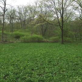 Antler King Game Changer Clover Mix