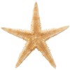 Tokyodo FD005064-zzz Dried Flowers, Starfish, Approx. 1.2 - 2.4 inches