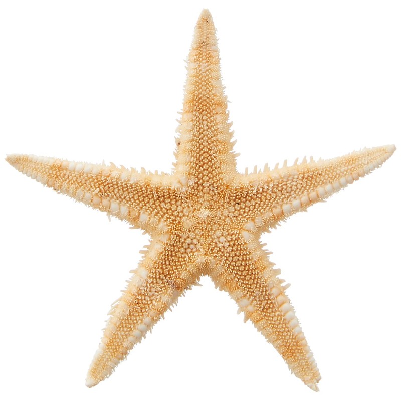 Tokyodo FD005064-zzz Dried Flowers, Starfish, Approx. 1.2 - 2.4 inches