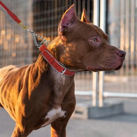 OOPSDOGGY Leather Martingale Dog Collar - Reflective Adjustable No Pull Stainless Steel Chain Training Collars for Small Medium Large Dogs Puppy (Red, Small, 12"-15.5")