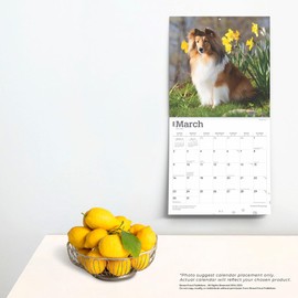 Shetland Sheepdogs | 2025 12 x 24 Inch Monthly Square Wall Calendar | BrownTrout | Animals Dog Breeds