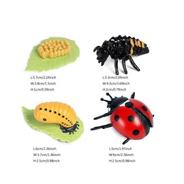 shenhailan Realistic Animal Growth Cycle Model Toy Educational Toy for Boys Girls Kids Gifts (Ladybug) OX117-122