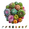Wooden Puzzles for Adults, Cactus and Succulents Wooden Jigsaw Puzzle