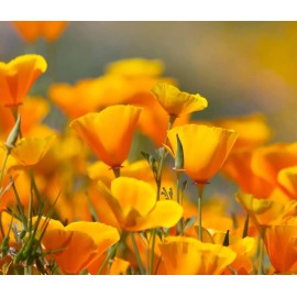CZ Grain 2,500 California Poppy Flower Seeds to Grow Eschscholtzia californica
