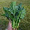 Spinach Seeds - Chinese - Green Arrow - Hybrid -