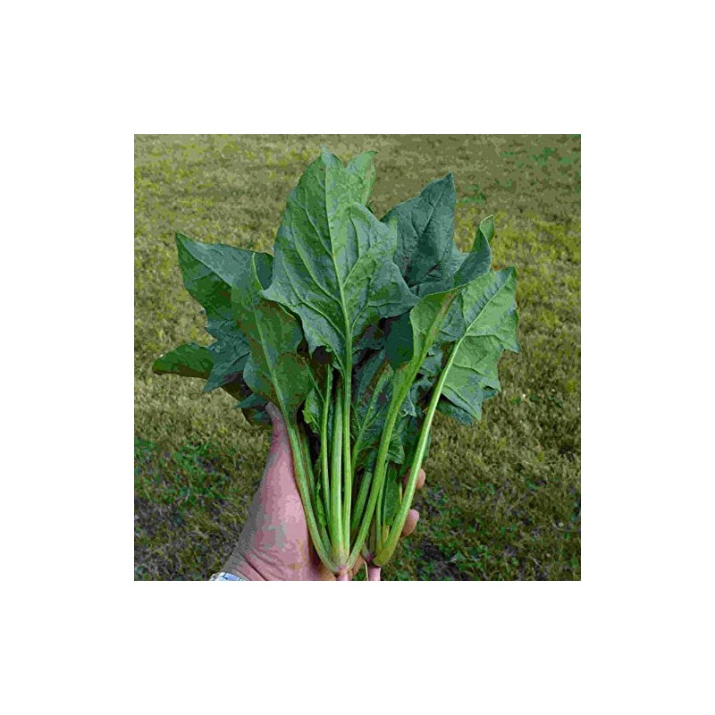 Spinach Seeds - Chinese - Green Arrow - Hybrid -