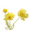 Artificial Cosmos Flowers Bouquet,6 Stems Faux Silk Cosmos with Green