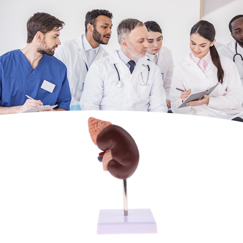 Kidney Model Anatomy Normal Human Anatomical Teaching Doctors Office Educational